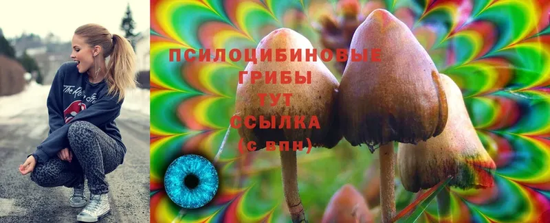 Псилоцибиновые грибы Psilocybe  Иланский 